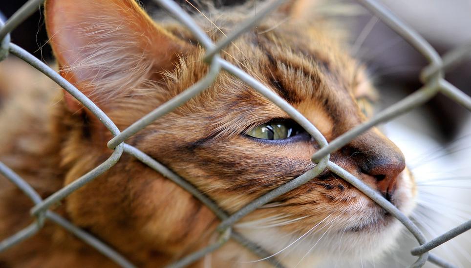 Der Schweizer Tierschutz sorgt sich um das Wohl der Tiere, bei der eigenen Organisation scheint jedoch einiges im Argen. Bild: KEYSTONE