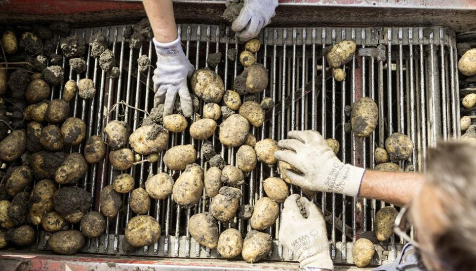 Die diesjährige Schweizer Kartoffelernte ist aus Sicht der Produzenten im Vergleich unterdurchschnittlich. Bild: Keystone