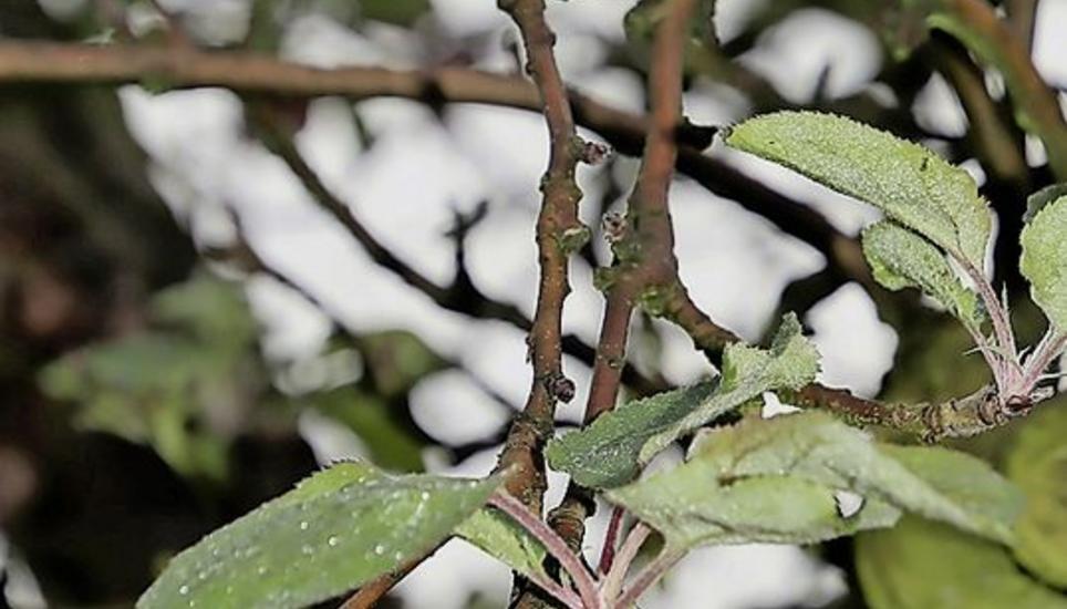Nicht unüblich im Herbst: Ein Apfel wächst an einem Apfelbaum. Bild: Roland Müller