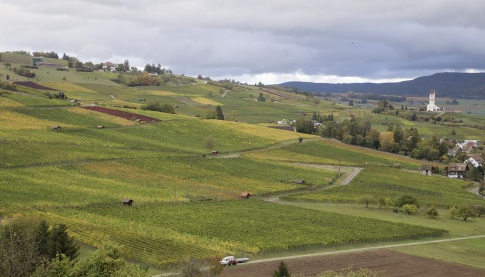 Der goldene Herbst bescherte den Rebleuten und Weinproduzenten im Klettgau einen tollen Jahrgang, welcher gar an 2018 erinnert. Bild: Roland Müller