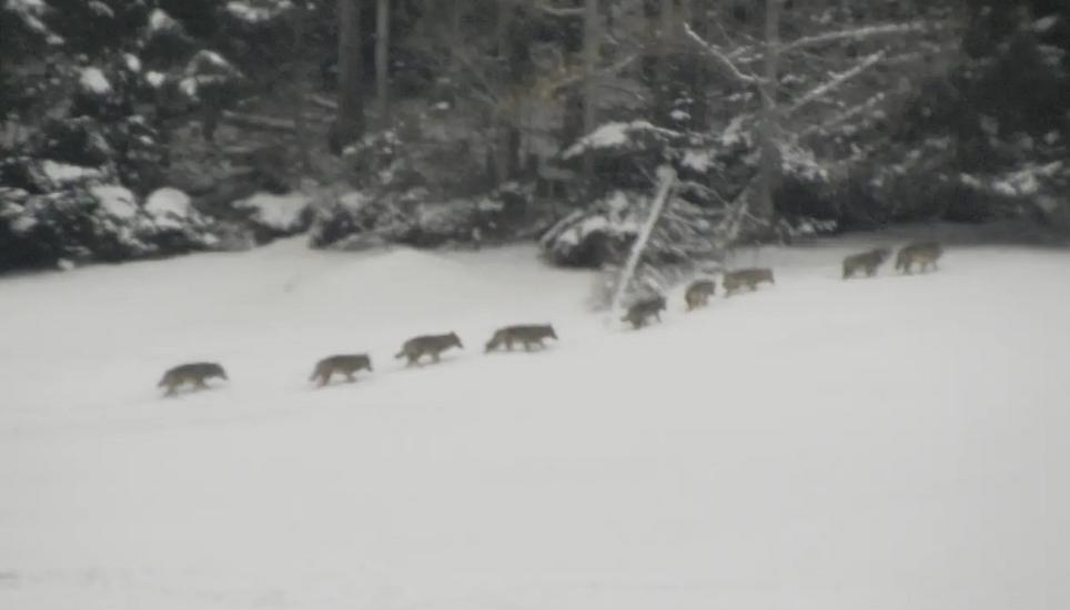Wolfsrudel bei Valens im Taminatal 2013. Seither hat sich die Zahl der Tiere in der Schweiz exponentiell entwickelt. Bild: PD