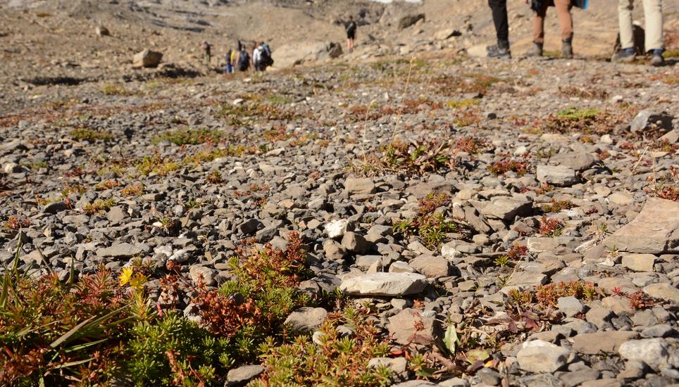 Vorfeld des Tsanfleuron-Gletschers auf 2300 m ü. M. mit einer gelben Blüte des Bach-Steinbrech. Bilder: Sabine Kuster