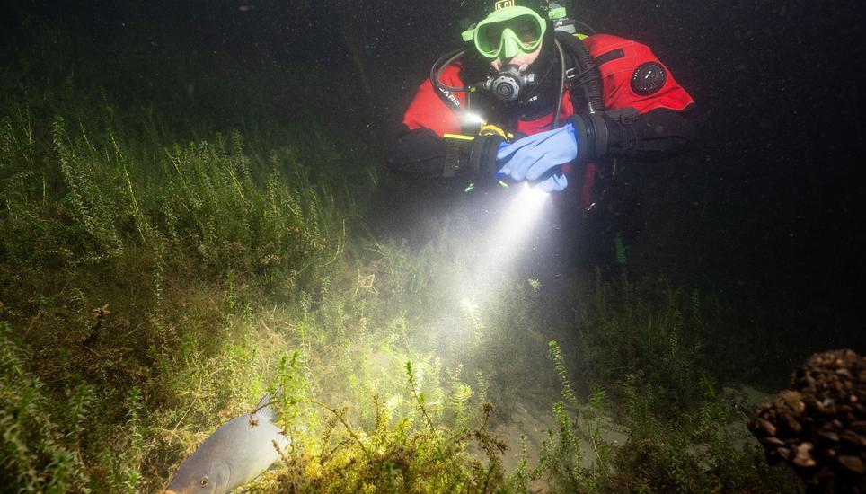 Die Schleie zeigt keine Scheu und lässt sich von der Anwesenheit des Tauchers nicht beeindrucken. Bild: Tino Dietsche