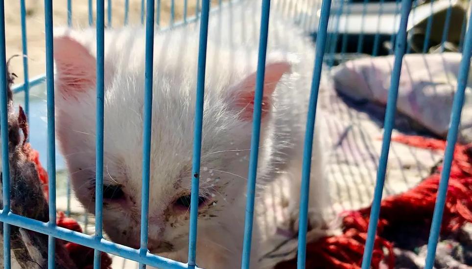 Der Schweizer Tierschutz kommt nicht aus den negativen Schlagzeilen. Bild: Zaheer Uddin / Getty