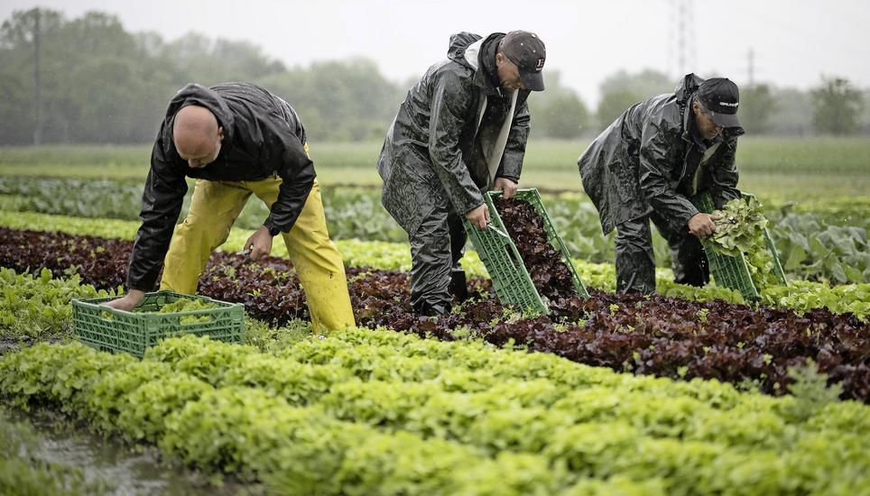 Für Jobs für Hilfsarbeiter im Gemüse- und Obstbau gilt auch 2024 die Stellenmeldepflicht. Bild: Key