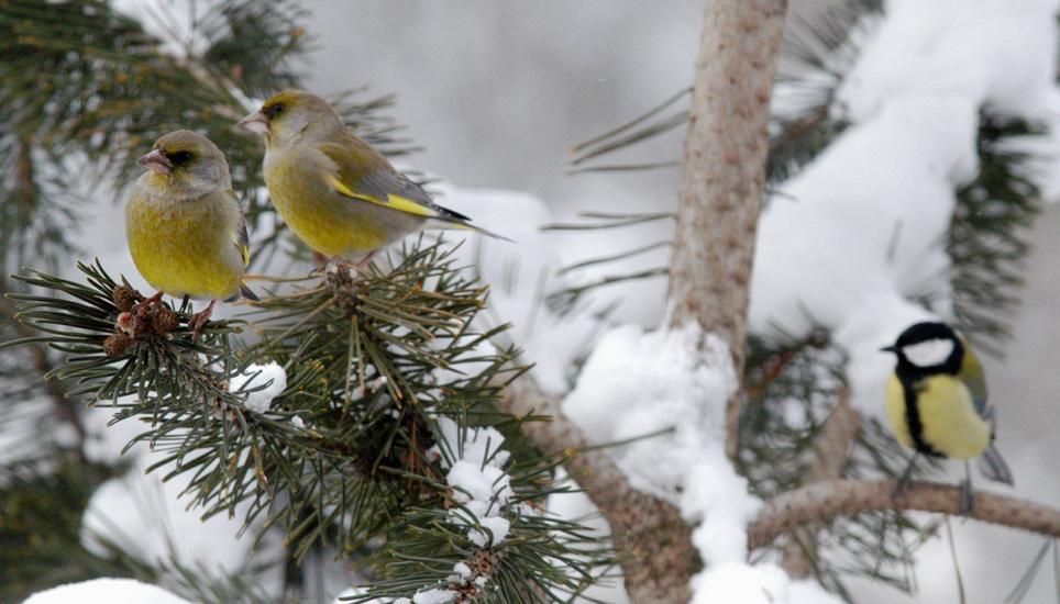 Zwei Grünfinken und eine Kohlmeise lassen sich vom Winter nicht aus der Ruhe bringen. Bild: Walter Schwager/ARC