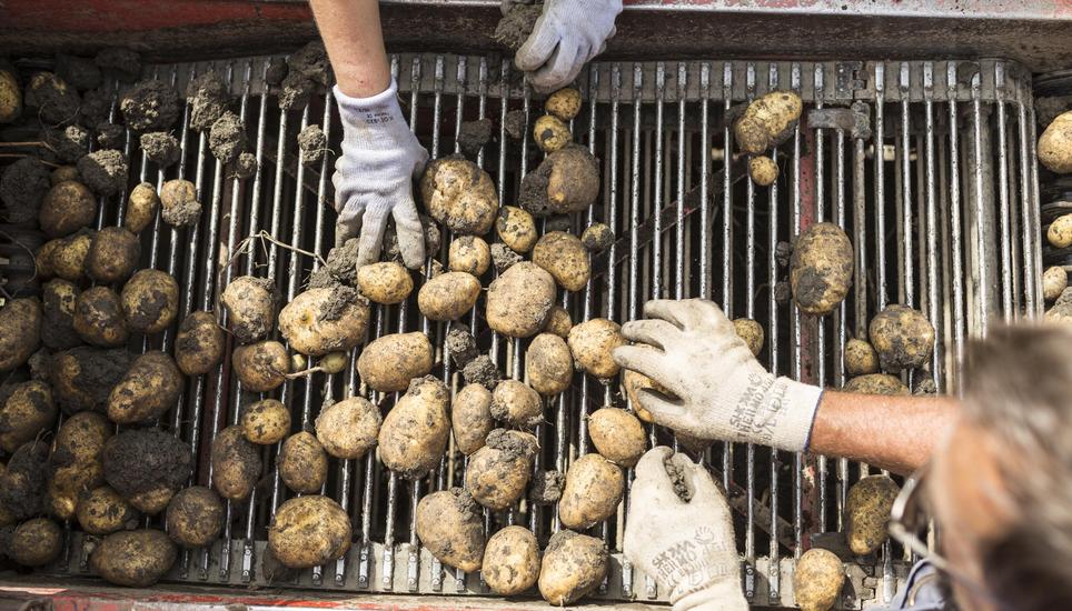 Ohne Bewässerung führen Hitze und Trockenheit zu Ertragseinbussen – etwa bei den Kartoffeln. Bild: Keystone Erdoepfel ernte in Kerners bei Markus Stoos
(KEYSTONE/Gaetan Bally)