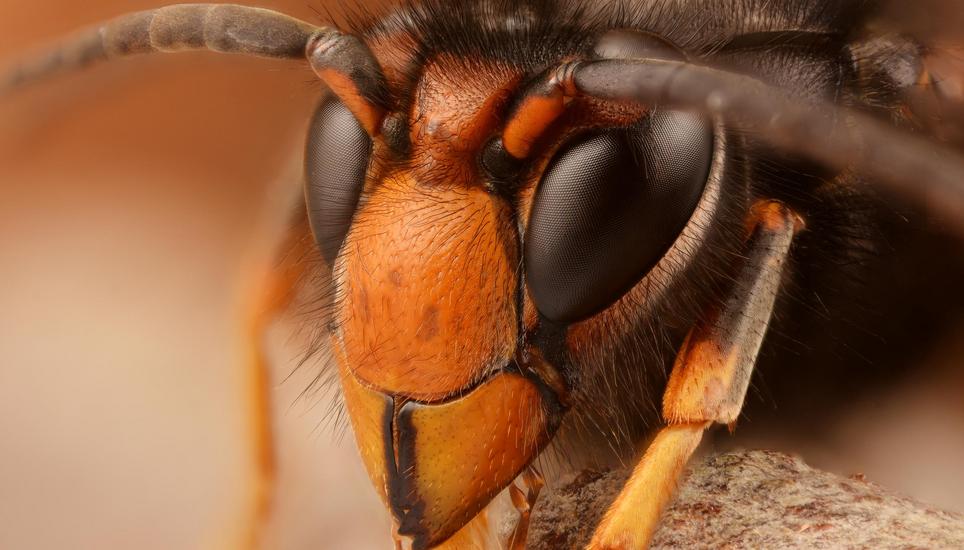 Vespa velutina male

Schneider Kreuznach Componon 28 mm f/4 at f/4 reversed on extension tubes
Focus stack of 126 pictures


Focus stack of 126 pictures assembled by 12 slabs of 12 pictures with 1 overlapping picture(s) (last slab : 5 pictures)
Pictures m