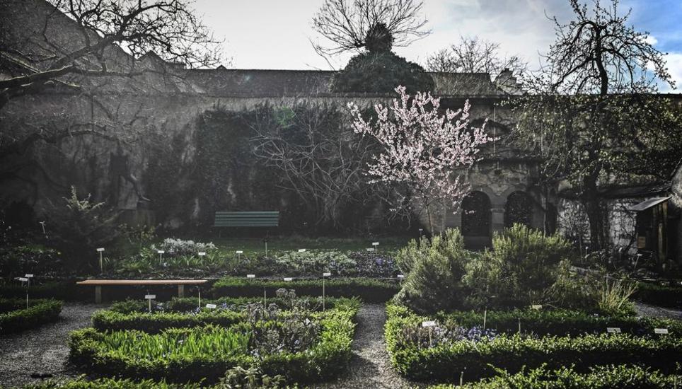 Die Kirschblüte machte das Verweilen im Kräutergarten zu einem märchenhaften Erlebnis.