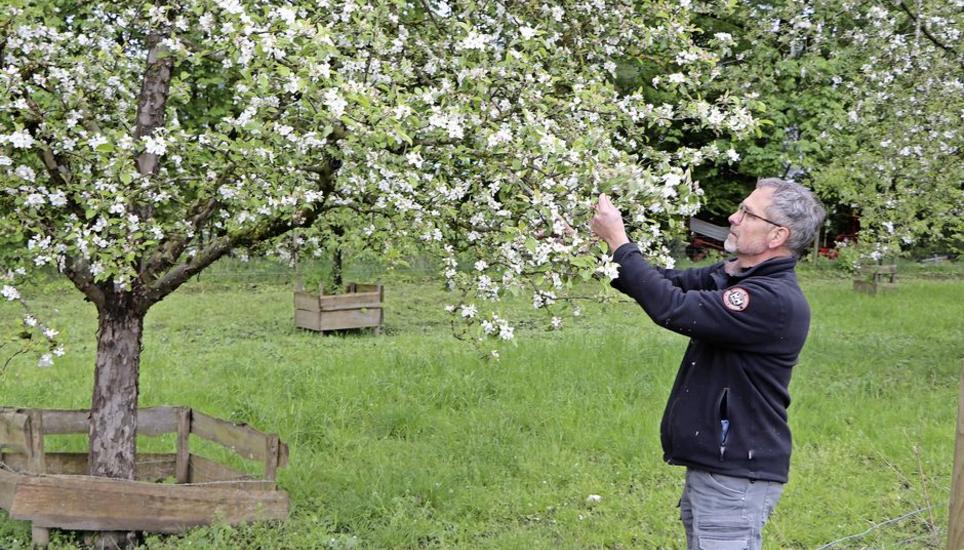 Roland Vogelsanger inspiziert die Blüten eines Apfelbaumes. Die kalten Temperaturen haben glücklicherweise keine grossen Schäden angerichtet. BILD ELIN OTT
