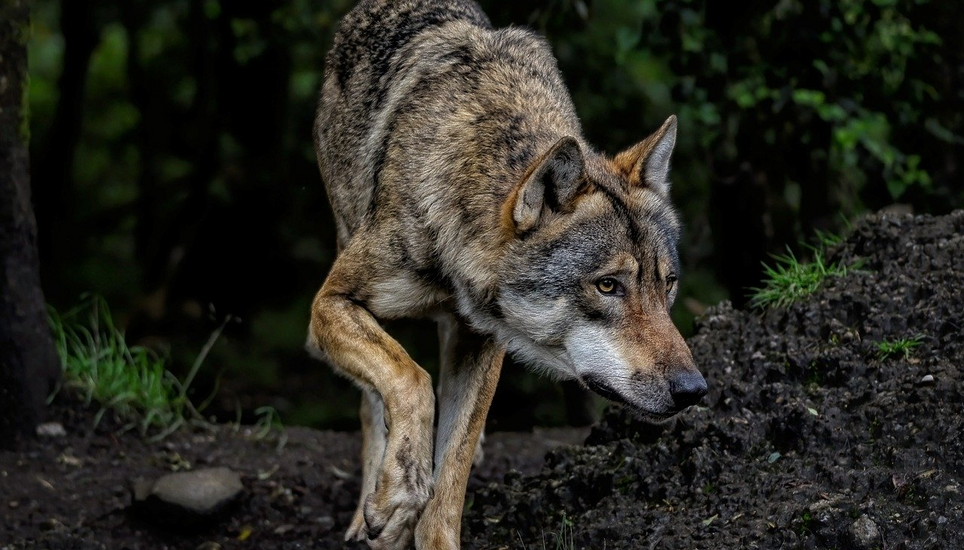 Ein bislang unbekannter Wolf hat in Flums zwölf Schafe gerissen. Symbolbild: Pixabay