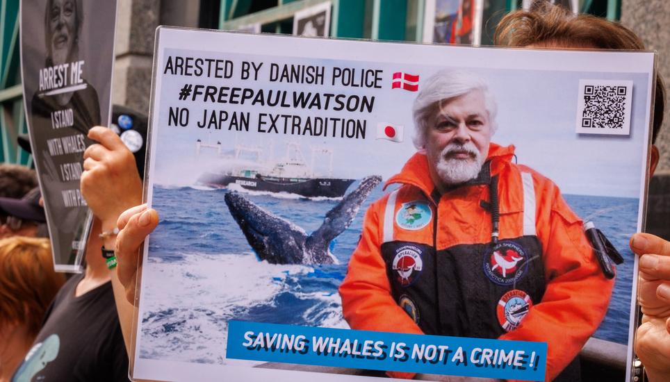 Demonstranten sichern Paul Watson ihre Unterstützung zu: Der Gründer der NGO «Sea Shepherd» wurde in Dänemark festgenommen. Bild: Key
