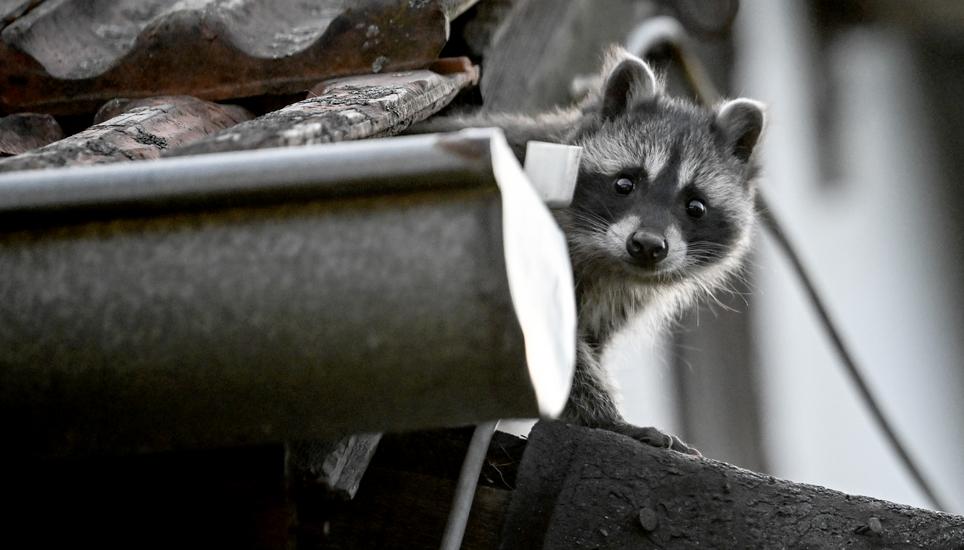 Auch den Waschbär hat es erwischt. Bild: Key