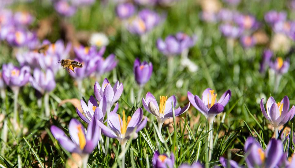 Das Nein zur Biodiversitätsinitiative darf nicht missverstanden werden. Bild: Roberta Fele Themenbild, Fruehling, fotografiert am Dienstag 21. Februar 2023, in Uhwiesen. (Roberta Fele / Schaffhauser Nachrichten)