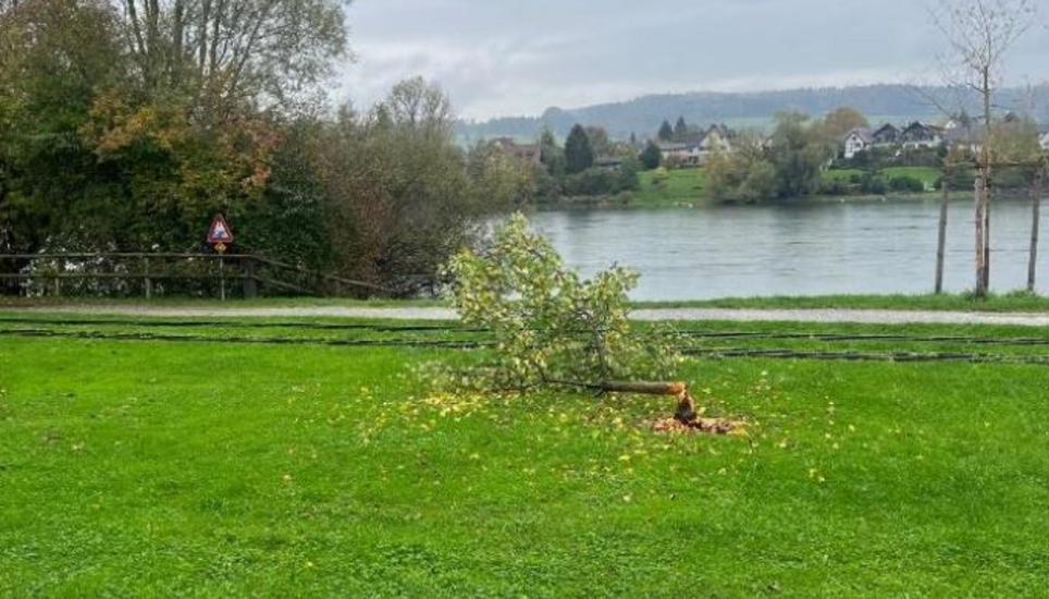 Dieser Apfelbaum wurde von einem Biber gefällt. Bild: zVg/Stadtkanzlei Stein am Rhein