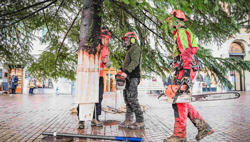 Die Basis der Tanne muss angespitzt werden, damit sie in die Halterung im Boden passt. Wie fast jedes Jahr wird auch dieses Jahr der grosse Weihnachtsbaum wieder auf dem Fronwagplatz aufgestellt, am Dienstag, 26. November 2024. (Melanie Duchene / Schaffhauser Nachrichten)
