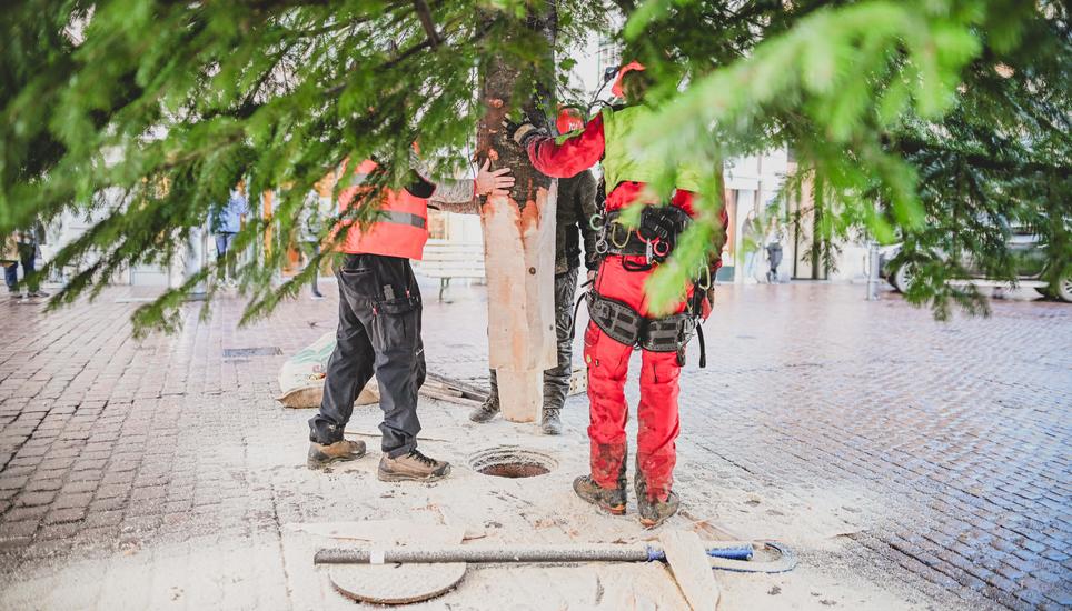 Drei Männer braucht es, um den Baum präzise in der Halterung zu versenken.