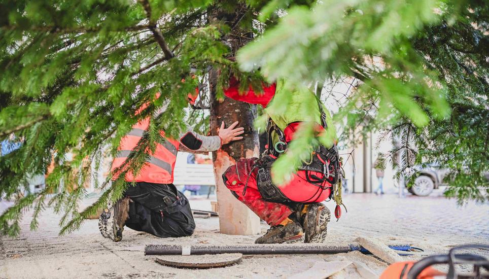 Es ist Fingerspitzengefühl und gute Koordination gefragt, um den Baum richtig zu platzieren. Wie fast jedes Jahr wird auch dieses Jahr der grosse Weihnachtsbaum wieder auf dem Fronwagplatz aufgestellt, am Dienstag, 26. November 2024. (Melanie Duchene / Schaffhauser Nachrichten)