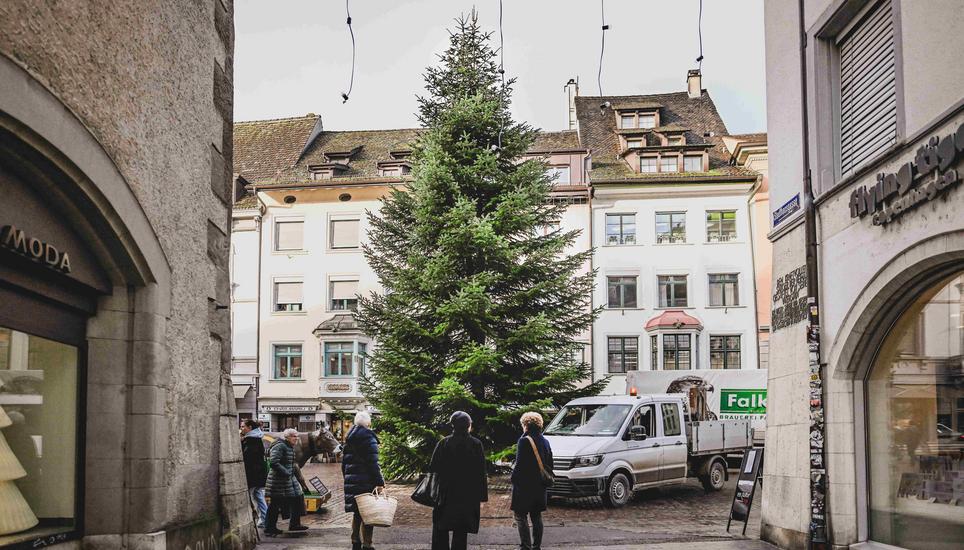 Der aufgestellte Baum wird von allen Seiten begutachtet. Wie fast jedes Jahr wird auch dieses Jahr der grosse Weihnachtsbaum wieder auf dem Fronwagplatz aufgestellt, am Dienstag, 26. November 2024. (Melanie Duchene / Schaffhauser Nachrichten)