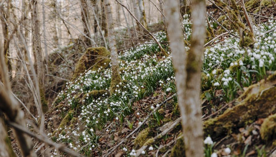 MÃ¤rzenbecher im Auenwaldreservat Wutachtal, sie sind streng geschÃ¼tzt, fotografiert am Freitag, 07. Maerz 2025, in Schleitheim. (Roberta Fele / Schaffhauser Nachrichten)