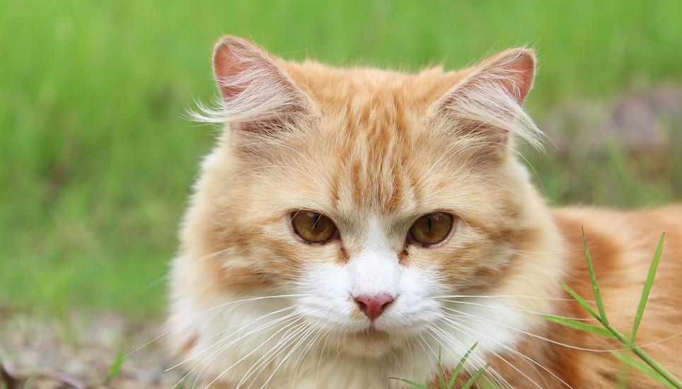 Das Tier wurde verletzt und musste von einem Tierarzt behandelt werden. Symbolbild: Pixabay