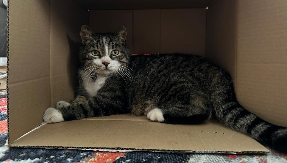 Ein noch unbekannter Täter hat den Kater einer Anwohnerin des Gruben-Quartiers getötet und verstümmelt. Bild: zVg