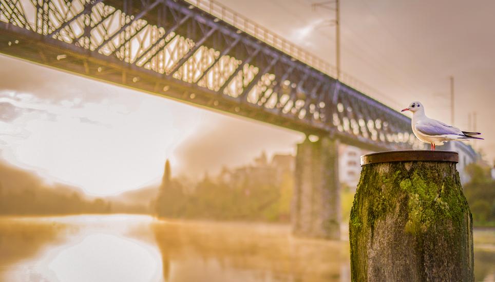 Ein Spaziergang morgens dem Rhein entlang lohnt sich, feiner Nebel liegt ueber dem Wasser, die Sonne zeigt sich durch die dicken Wolken, ein schoener Start in den Tag denkt sich wohl auch die Moewe, am Dienstag, 15. November, 2022. (Melanie Duchene / Scha