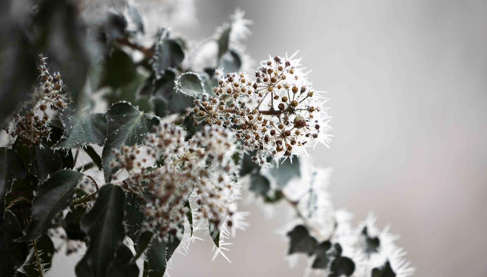 KÃ¤lte, Eis und Schnee, auf dem Randen, fotografiert am Montag, 29. Dezember 2025, in Siblingen. (Roberta Fele / Schaffhauser Nachrichten)