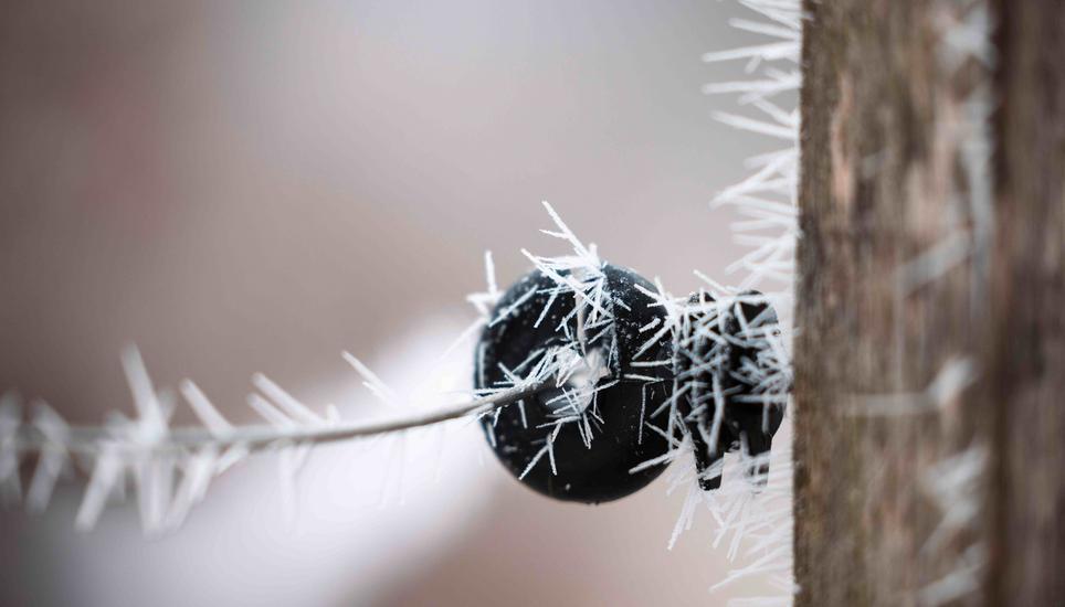 KÃ¤lte, Eis und Schnee, auf dem Randen, fotografiert am Montag, 29. Dezember 2025, in Siblingen. (Roberta Fele / Schaffhauser Nachrichten)