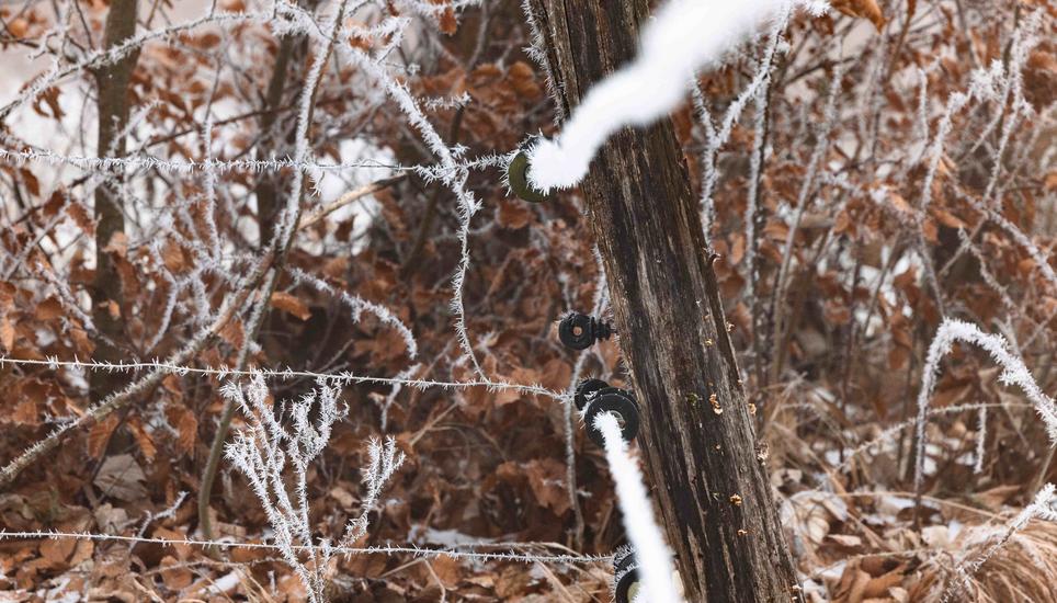 KÃ¤lte, Eis und Schnee, auf dem Randen, fotografiert am Montag, 29. Dezember 2025, in Siblingen. (Roberta Fele / Schaffhauser Nachrichten)