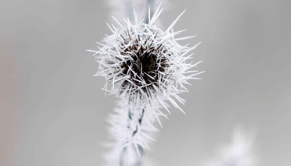 KÃ¤lte, Eis und Schnee, auf dem Randen, fotografiert am Montag, 29. Dezember 2025, in Siblingen. (Roberta Fele / Schaffhauser Nachrichten)