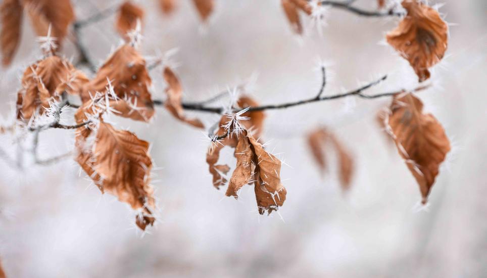 KÃ¤lte, Eis und Schnee, auf dem Randen, fotografiert am Montag, 29. Dezember 2025, in Siblingen. (Roberta Fele / Schaffhauser Nachrichten)