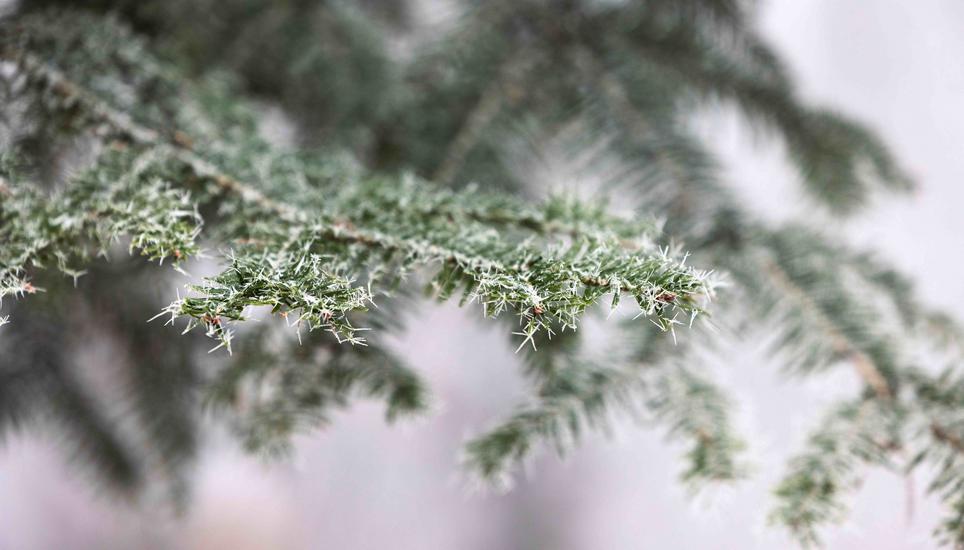 KÃ¤lte, Eis und Schnee, auf dem Randen, fotografiert am Montag, 29. Dezember 2025, in Siblingen. (Roberta Fele / Schaffhauser Nachrichten)