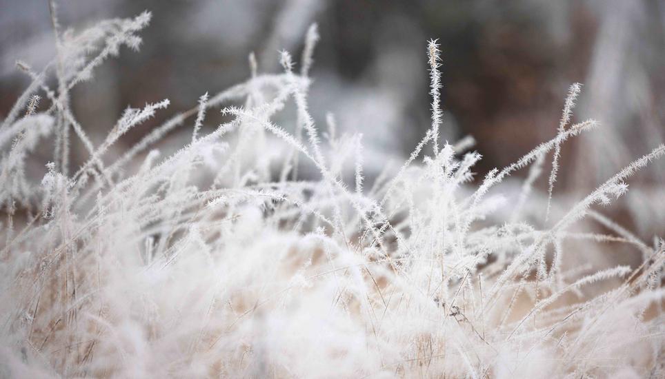 KÃ¤lte, Eis und Schnee, auf dem Randen, fotografiert am Montag, 29. Dezember 2025, in Siblingen. (Roberta Fele / Schaffhauser Nachrichten)