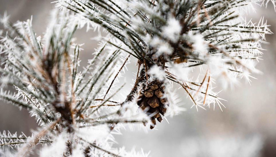 KÃ¤lte, Eis und Schnee, auf dem Randen, fotografiert am Montag, 29. Dezember 2025, in Siblingen. (Roberta Fele / Schaffhauser Nachrichten)