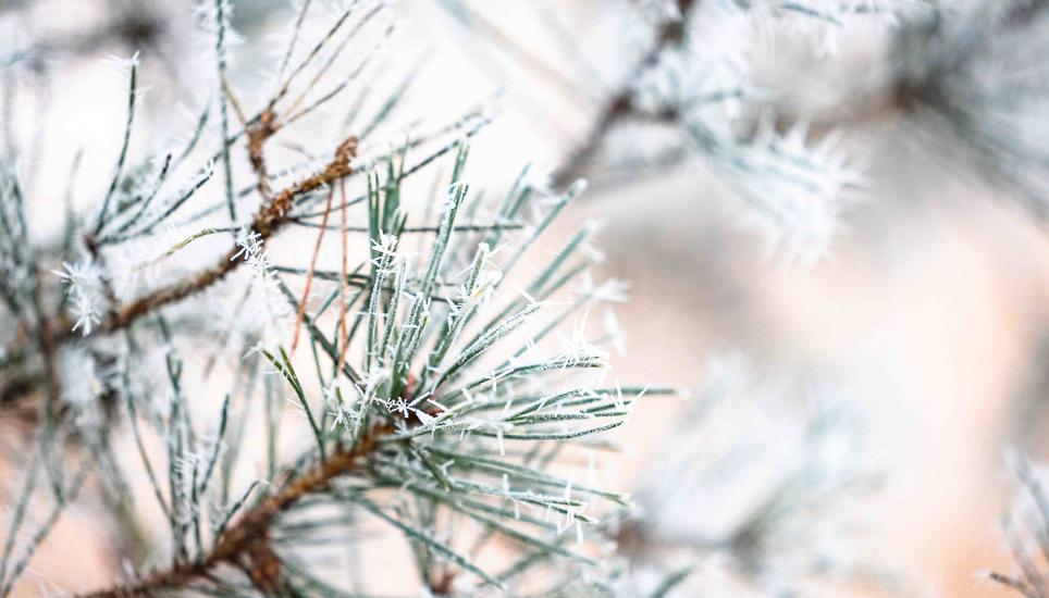 KÃ¤lte, Eis und Schnee, auf dem Randen, fotografiert am Montag, 29. Dezember 2025, in Siblingen. (Roberta Fele / Schaffhauser Nachrichten)