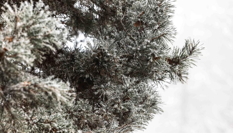 KÃ¤lte, Eis und Schnee, auf dem Randen, fotografiert am Montag, 29. Dezember 2025, in Siblingen. (Roberta Fele / Schaffhauser Nachrichten)