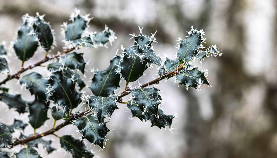 KÃ¤lte, Eis und Schnee, auf dem Randen, fotografiert am Montag, 29. Dezember 2025, in Siblingen. (Roberta Fele / Schaffhauser Nachrichten)