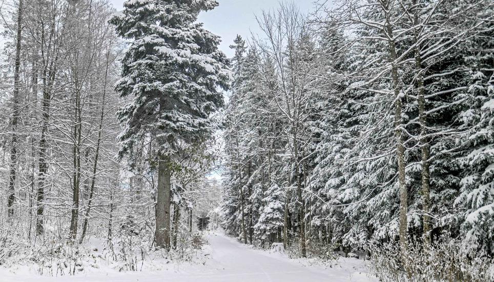 Der erste Schnee in diesem Winter ist gefallen, Schaffhausen prÃ¤sentiert sich in Weiss, die meistens freuts, Impressionen aus dem Klettgau, Siblinger Randen mit der Langlauf Loipe, am Freitag, 22. November 2024. (Melanie Duchene / Schaffhauser Nachrich