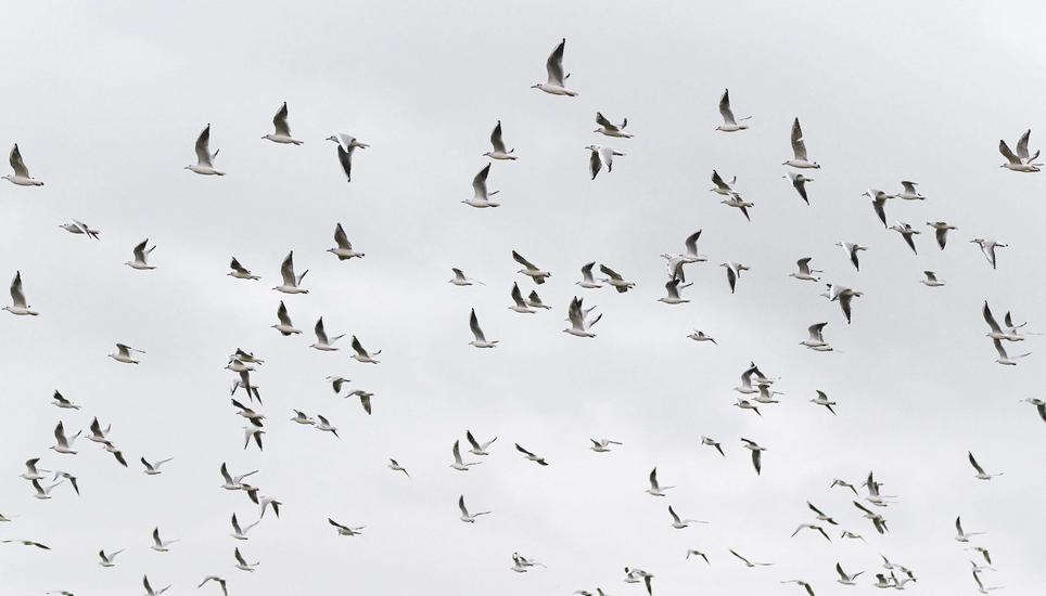 Jede Menge MÃ¶wen auf einem Acker fliegen im Schwarm Ã¼ber Stein am Rhein, am Mittwoch, 23. Oktober 2024. (Melanie Duchene / Schaffhauser Nachrichten)