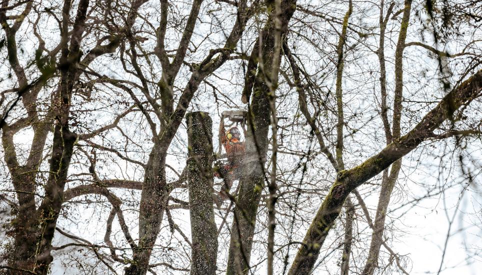 Anbringung der neuen Stahl HolzbrÃ¼cke im FelsentÃ¤li, fotografiert am Dienstag, 17. Februar 2026, in Schaffhausen. (Roberta Fele / Schaffhauser Nachrichten)