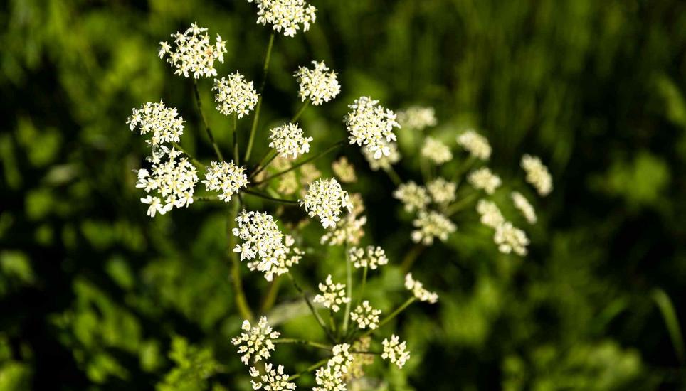 Blumen im FrÃ¼hling am Rhein, Dienstag, 21.04.2026, Neuhausen am Rheinfall (Roger Hofstetter/Schaffhauser Nachrichten)
