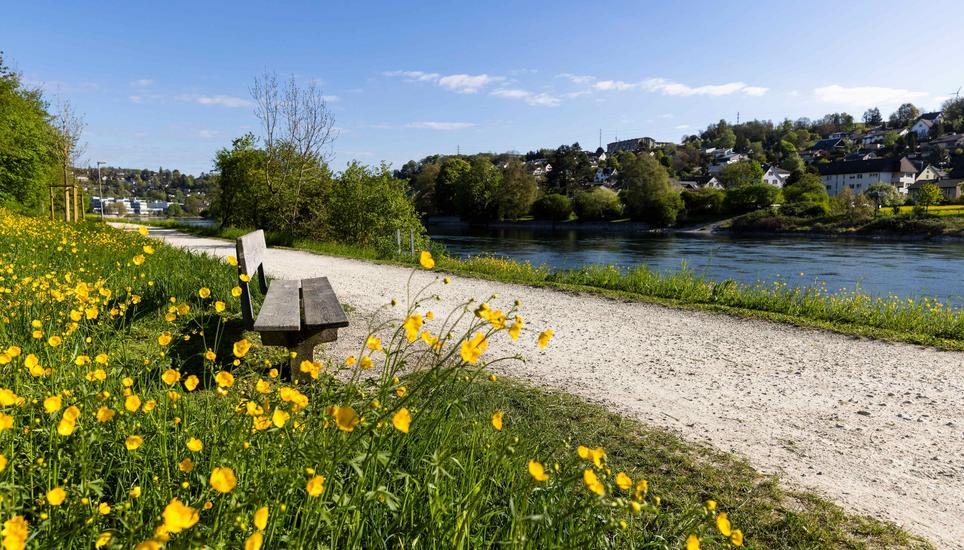 Blumen im FrÃ¼hling am Rhein, Dienstag, 21.04.2026, Neuhausen am Rheinfall (Roger Hofstetter/Schaffhauser Nachrichten)
