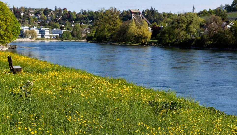 Blumen im FrÃ¼hling am Rhein, Dienstag, 21.04.2026, Neuhausen am Rheinfall (Roger Hofstetter/Schaffhauser Nachrichten)