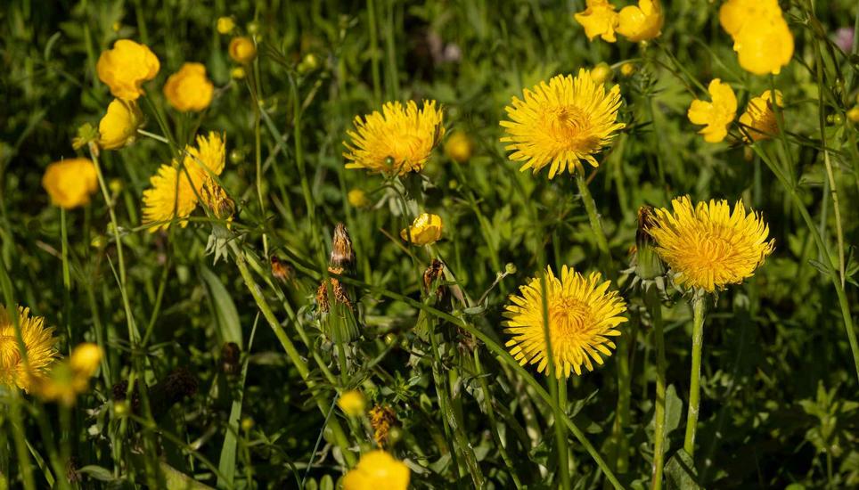 Blumen im FrÃ¼hling am Rhein, Dienstag, 21.04.2026, Neuhausen am Rheinfall (Roger Hofstetter/Schaffhauser Nachrichten)