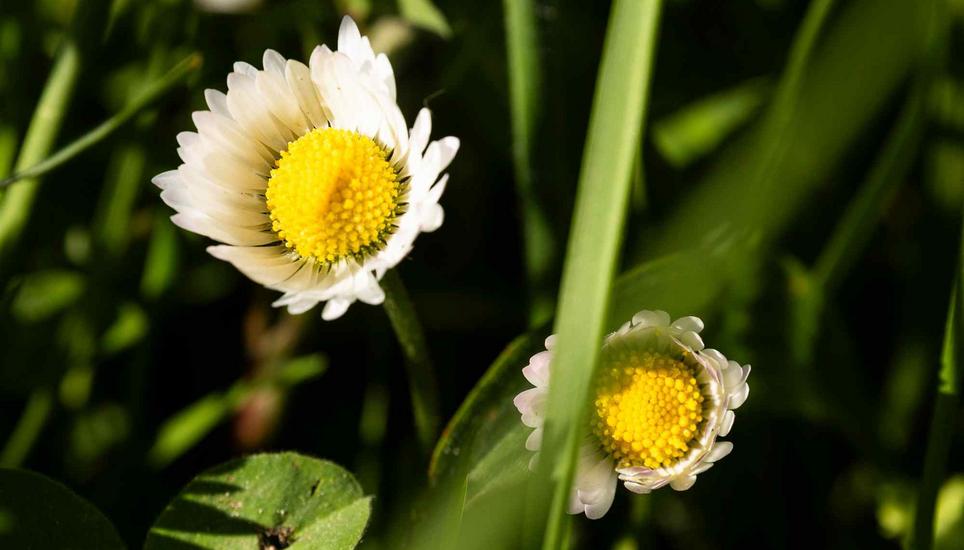 Blumen im FrÃ¼hling am Rhein, Dienstag, 21.04.2026, Neuhausen am Rheinfall (Roger Hofstetter/Schaffhauser Nachrichten)