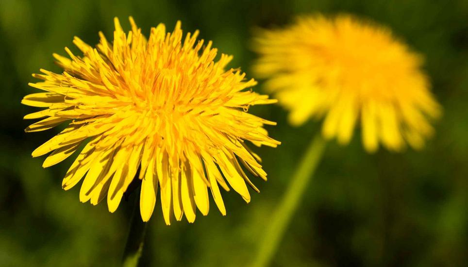 Blumen im FrÃ¼hling am Rhein, Dienstag, 21.04.2026, Neuhausen am Rheinfall (Roger Hofstetter/Schaffhauser Nachrichten)