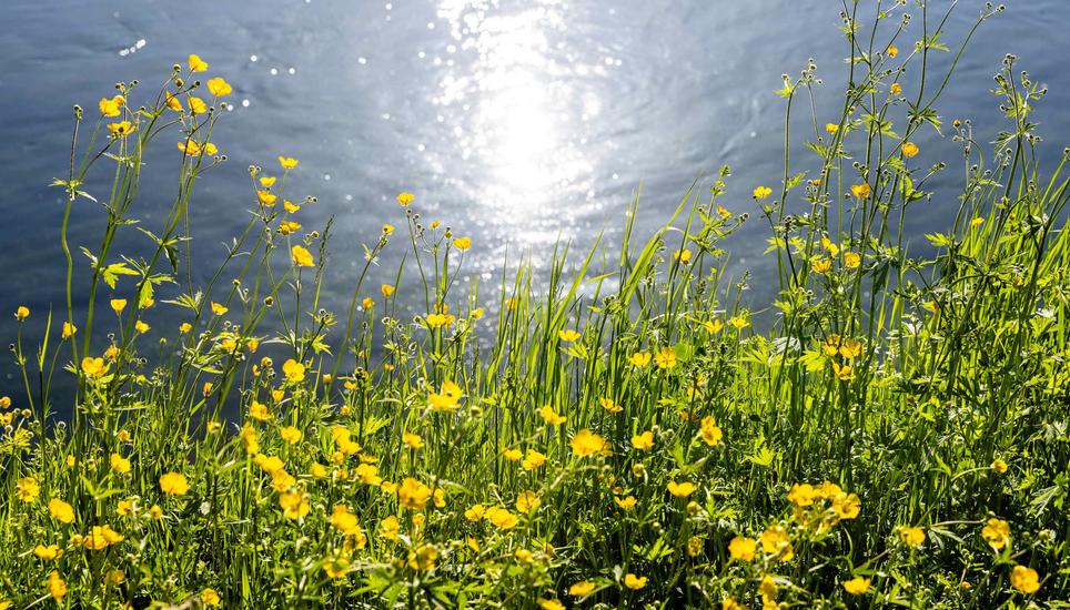 Blumen im FrÃ¼hling am Rhein, Dienstag, 21.04.2026, Neuhausen am Rheinfall (Roger Hofstetter/Schaffhauser Nachrichten)