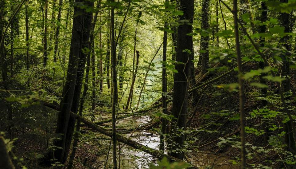 In Dachsen ist ein Zukunftswald geplant, es werden testweise andere Baumarten gepflanz die der Hitze und Schaedlingen mehr trotzden, fotografiert am Donnerstag 12. September 2024, in Schaffhausen. (Roberta Fele / Schaffhauser Nachrichten)