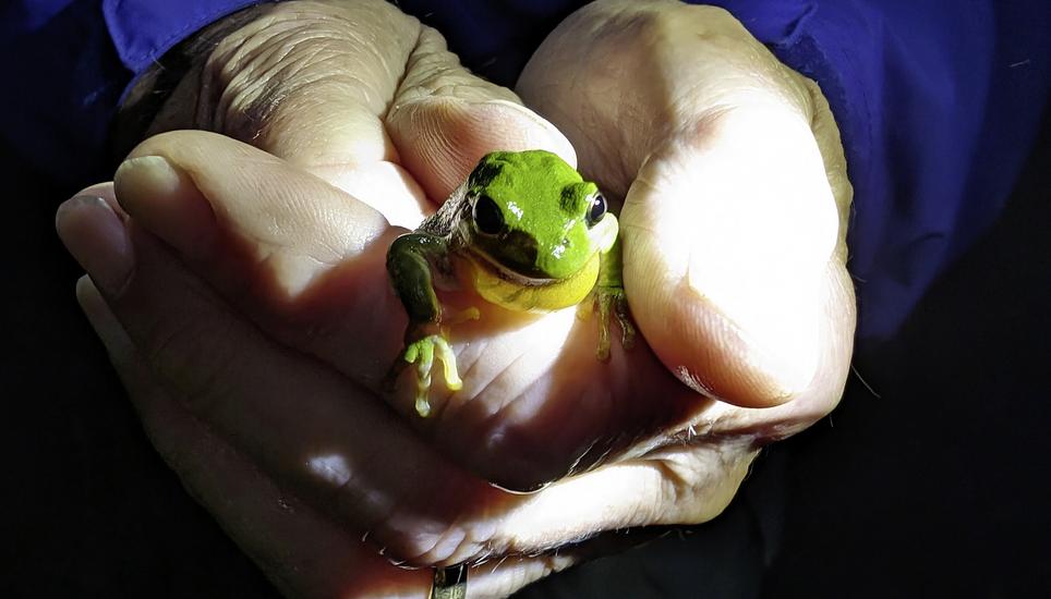 Klein, aber ganz schön laut: der Laubfrosch. Bilder: Larissa Ruh